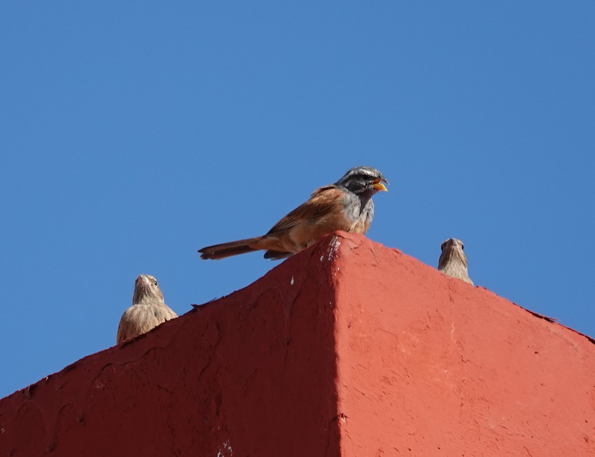 House Bunting - Juan Ramírez