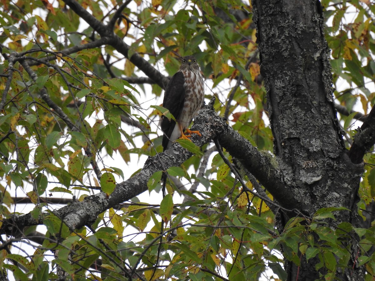 Sharp-shinned Hawk - ML609175167