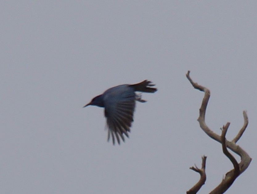 Pinyon Jay - Robin Oxley 🦉