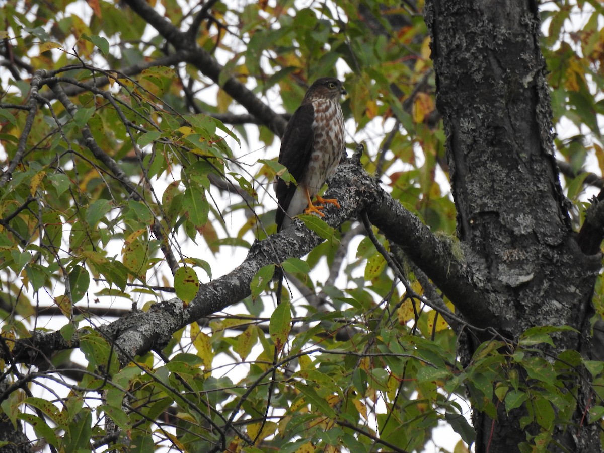Sharp-shinned Hawk - ML609175176