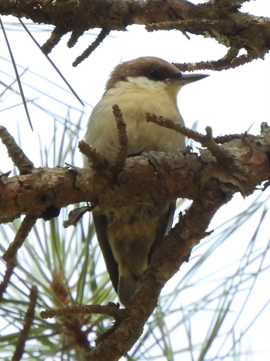 Brown-headed Nuthatch - ML609175221