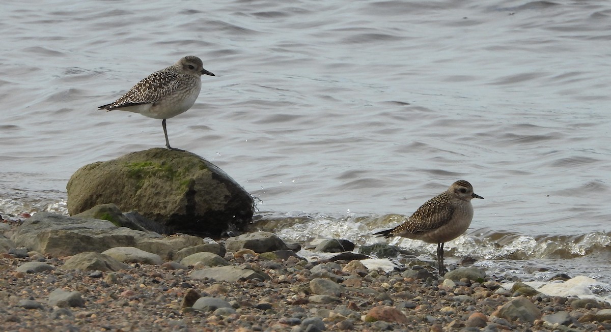 American Golden-Plover - ML609175234