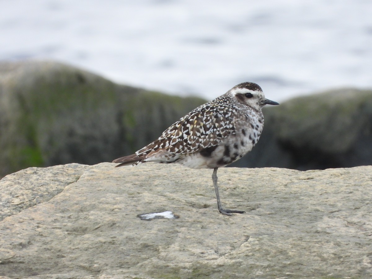 American Golden-Plover - ML609175245