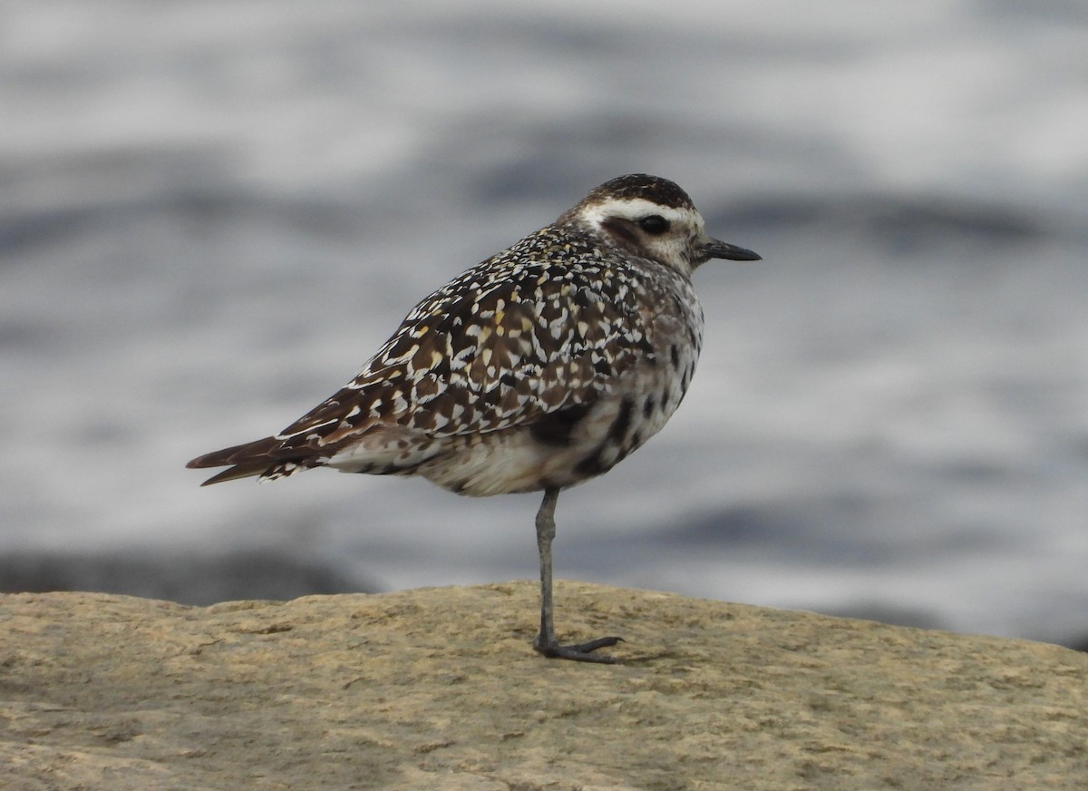 American Golden-Plover - Germain Savard