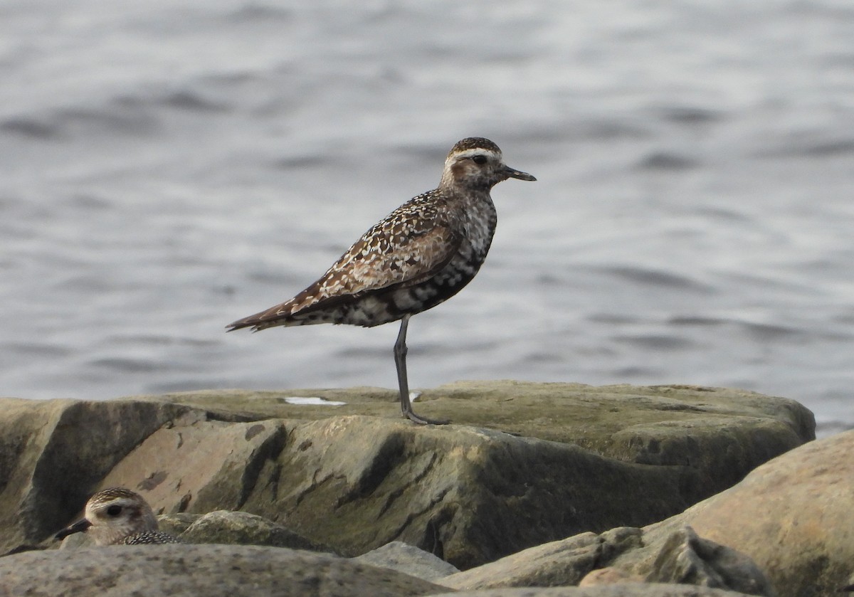 American Golden-Plover - ML609175293