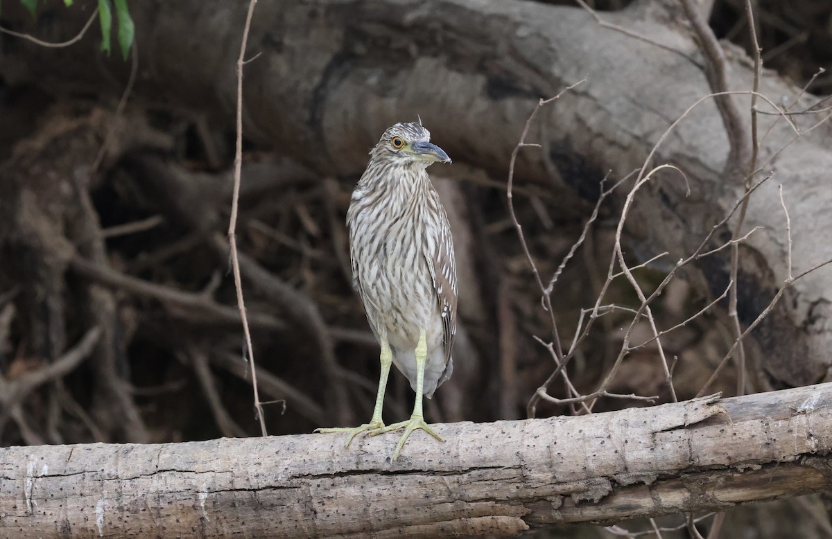 Black-crowned Night Heron - ML609175337