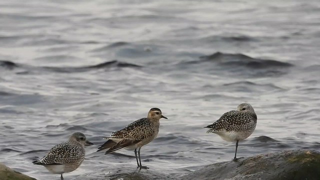 アメリカムナグロ - ML609175338