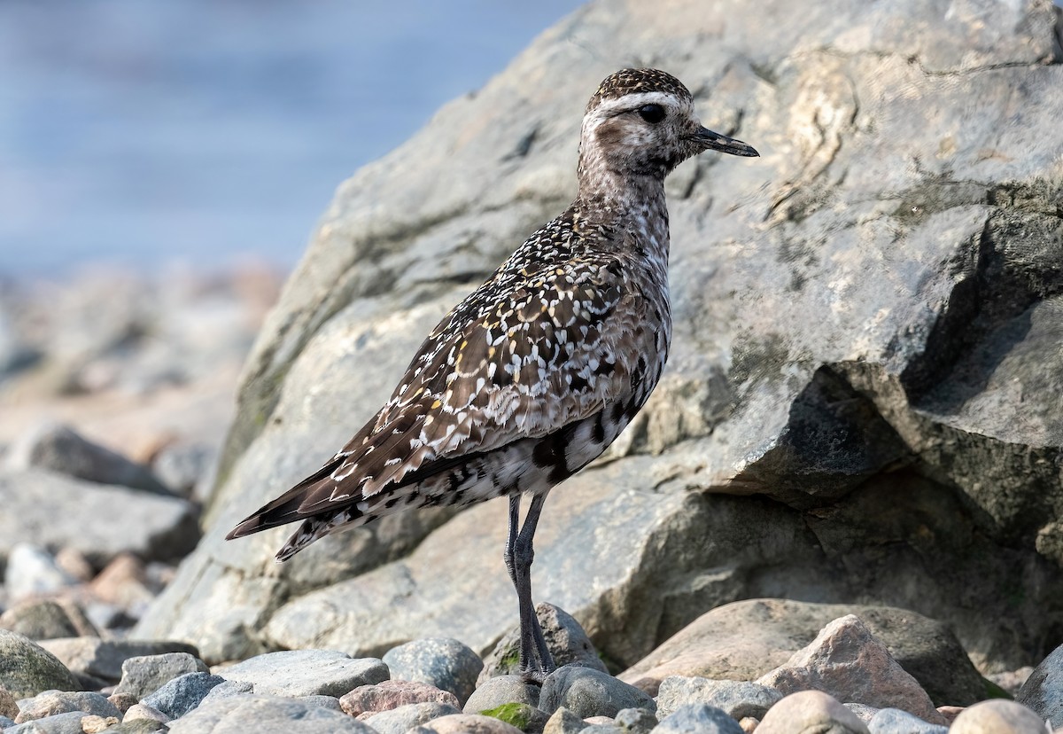 American Golden-Plover - ML609175360