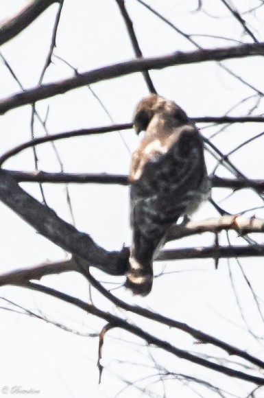 Red-shouldered Hawk - ML609175366