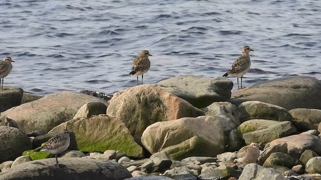 アメリカムナグロ - ML609175398