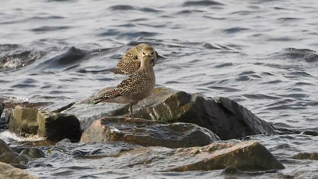 American Golden-Plover - ML609175494