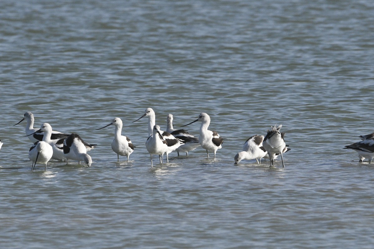 American Avocet - ML609175557