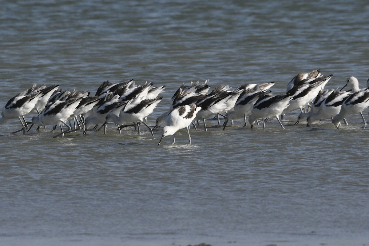 American Avocet - ML609175570