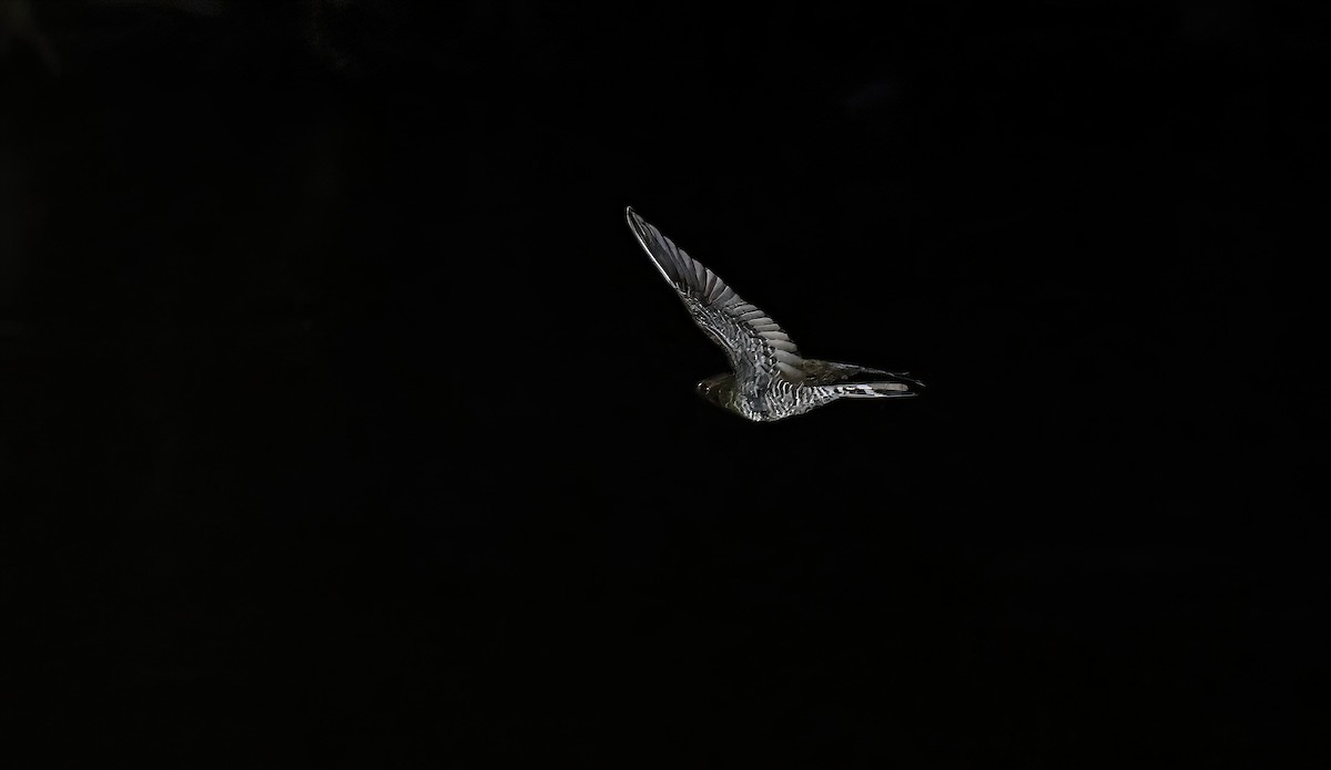 Band-tailed Nighthawk - ML609175646