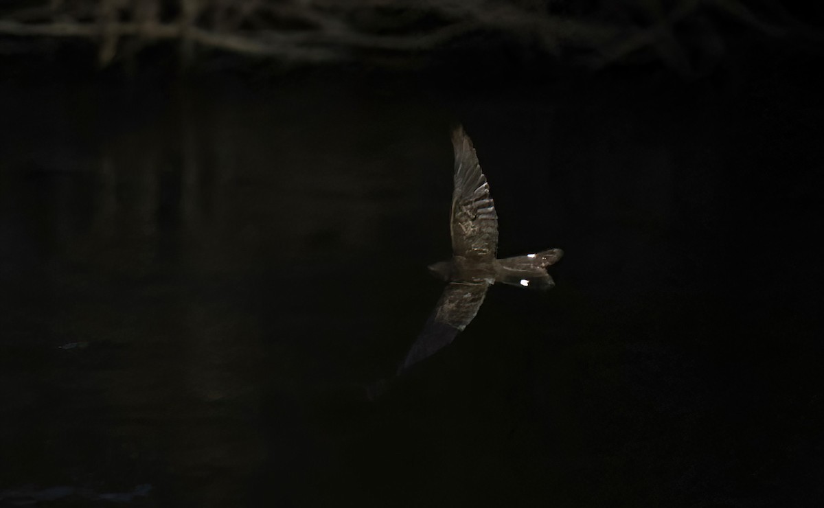 Band-tailed Nighthawk - ML609175647