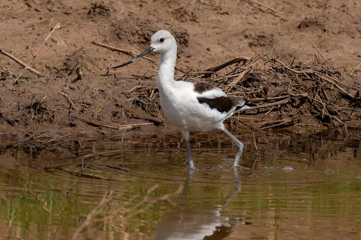 American Avocet - James Hoagland