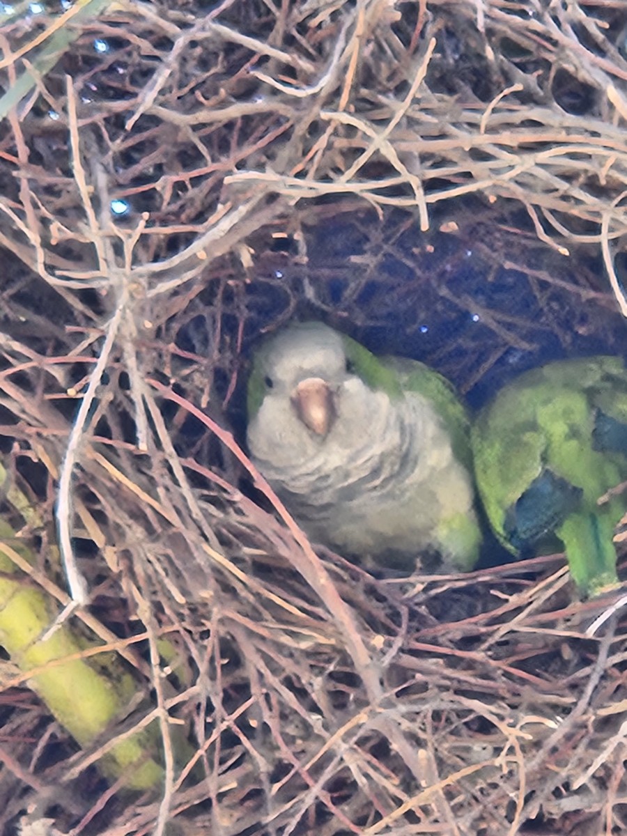 Monk Parakeet - ML609175694