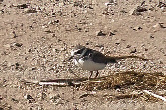 Snowy Plover - ML609175729