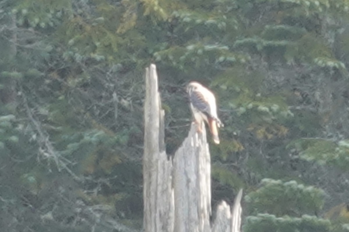 American Kestrel - ML609175752