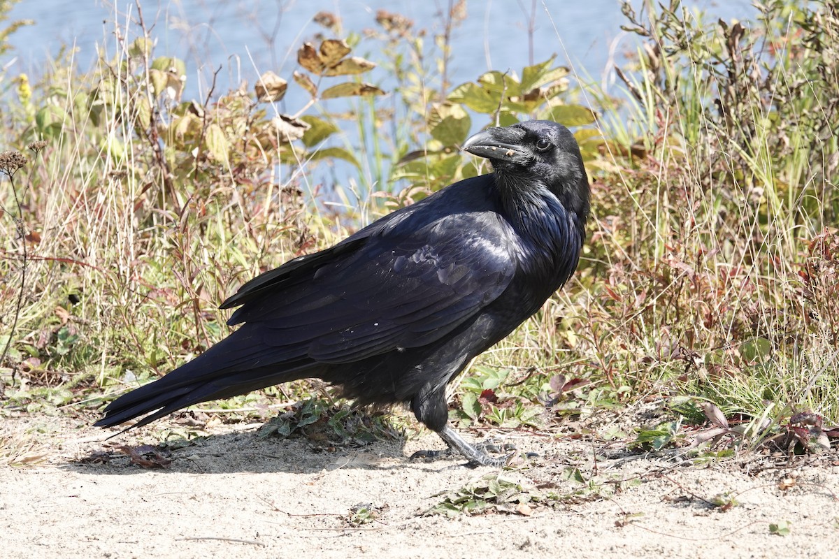 Common Raven - ML609175784