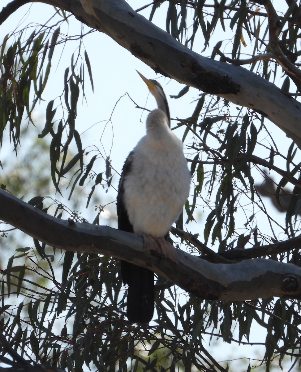 Australasian Darter - ML609175812