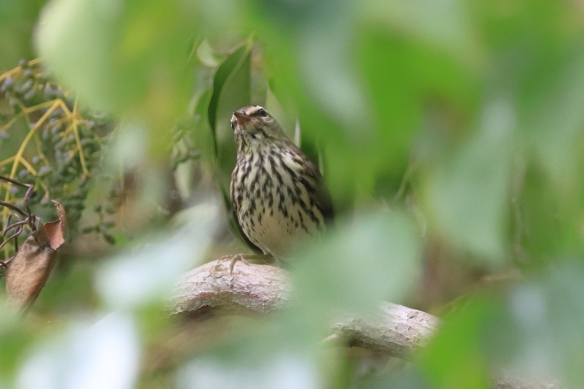 Northern Waterthrush - ML609175820