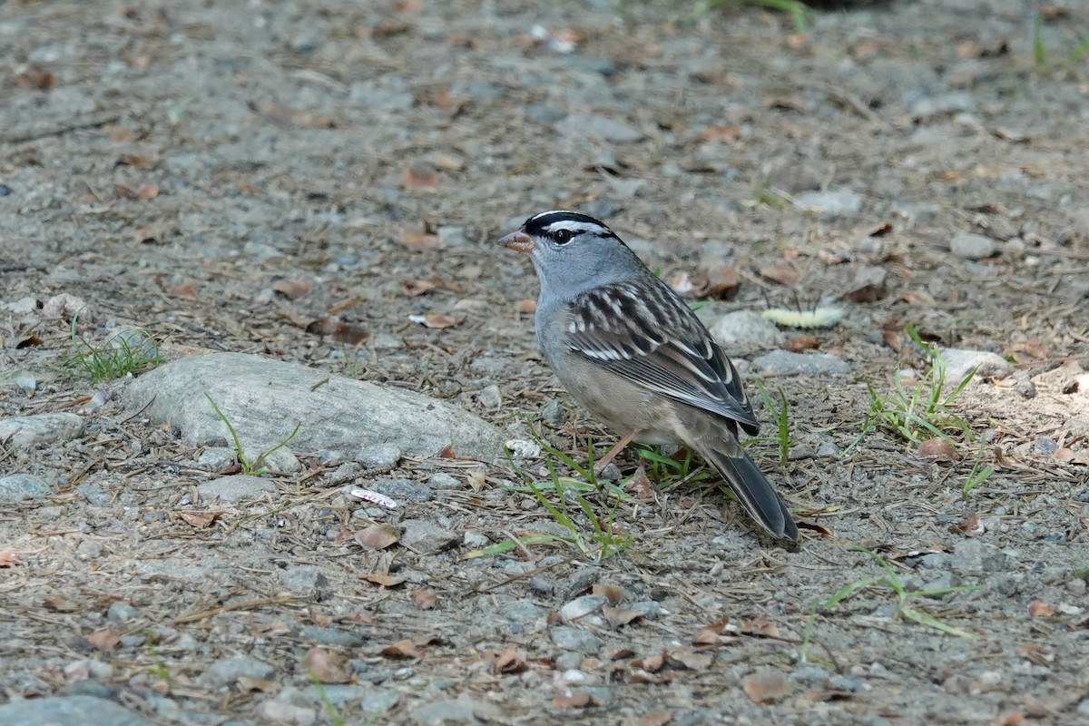 Bruant à couronne blanche - ML609175839