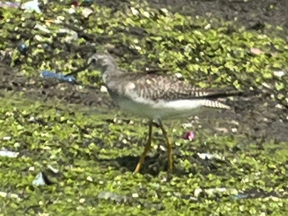 Lesser Yellowlegs - ML609175905