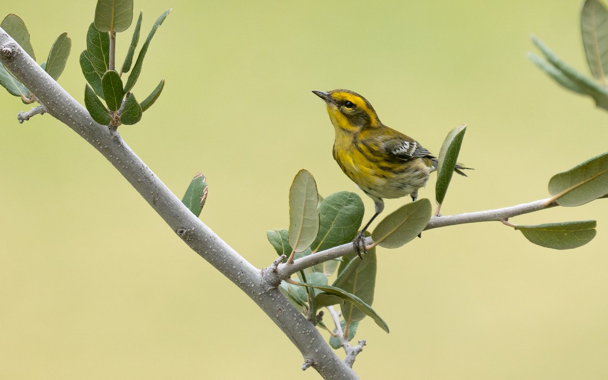 Townsend's Warbler - ML609176115