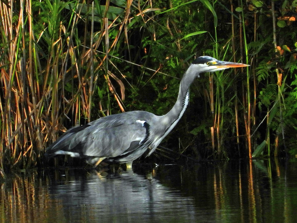 Gray Heron - ML609176225