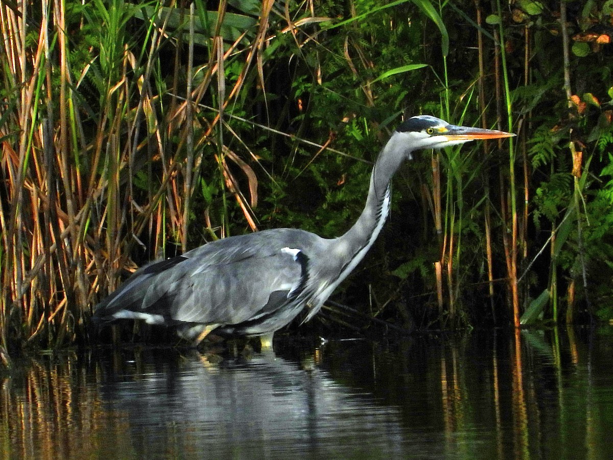 Хөх дэглий - ML609176225