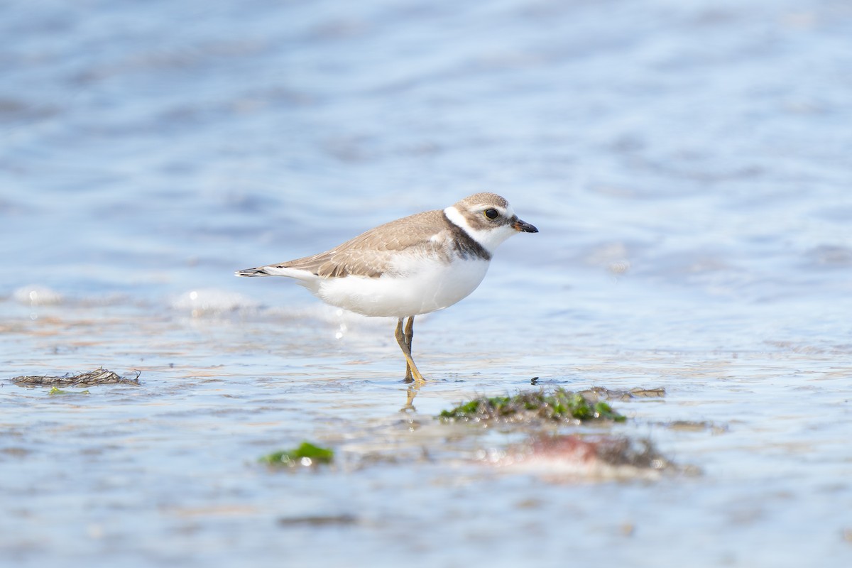 Piping Plover - ML609176239