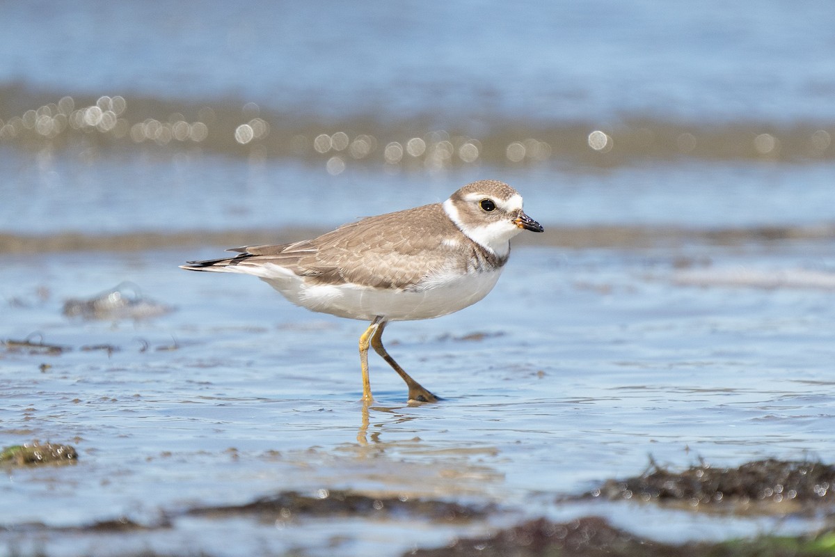 Piping Plover - ML609176240