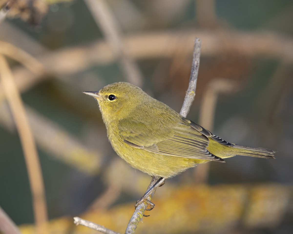 Orange-crowned Warbler (lutescens) - ML609176274