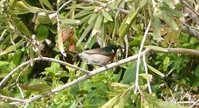 Southern Double-collared Sunbird - ML609176340
