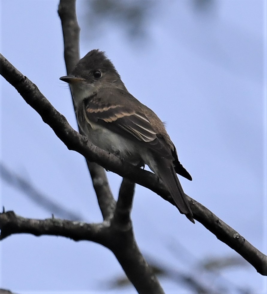 Eastern Wood-Pewee - ML609176378