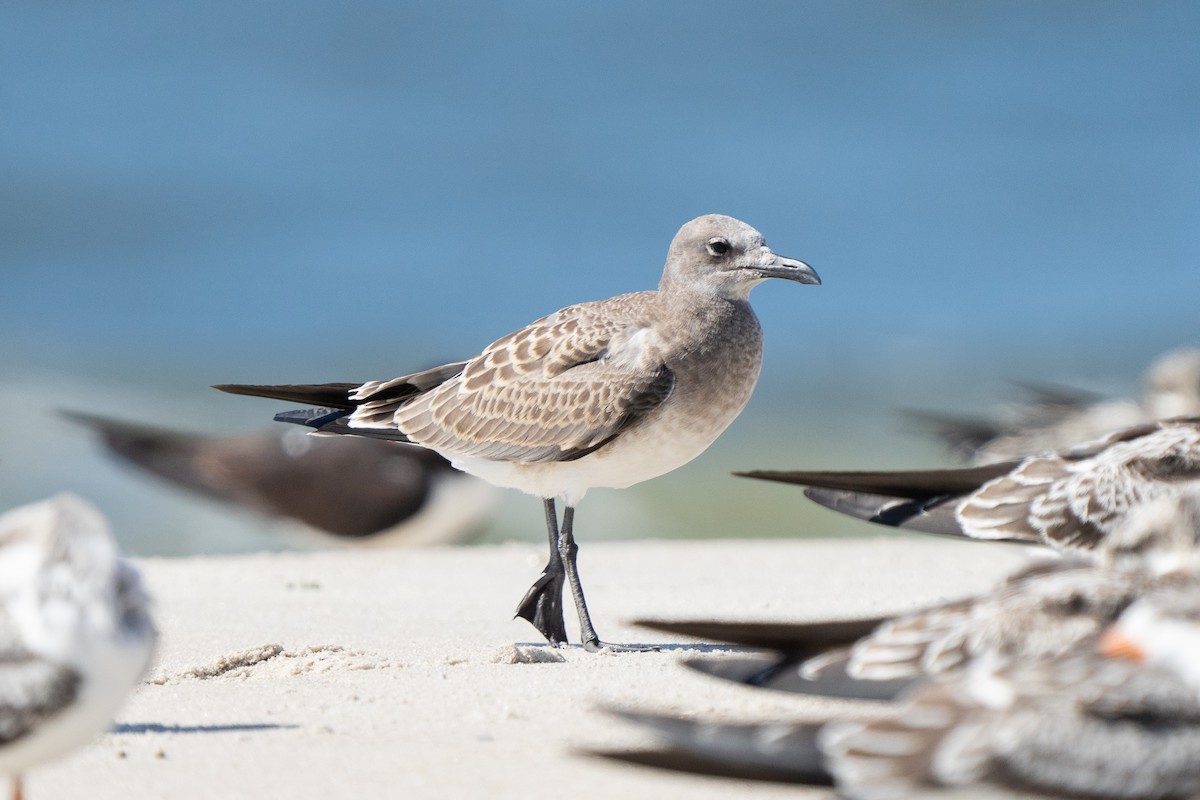 Laughing Gull - ML609176392