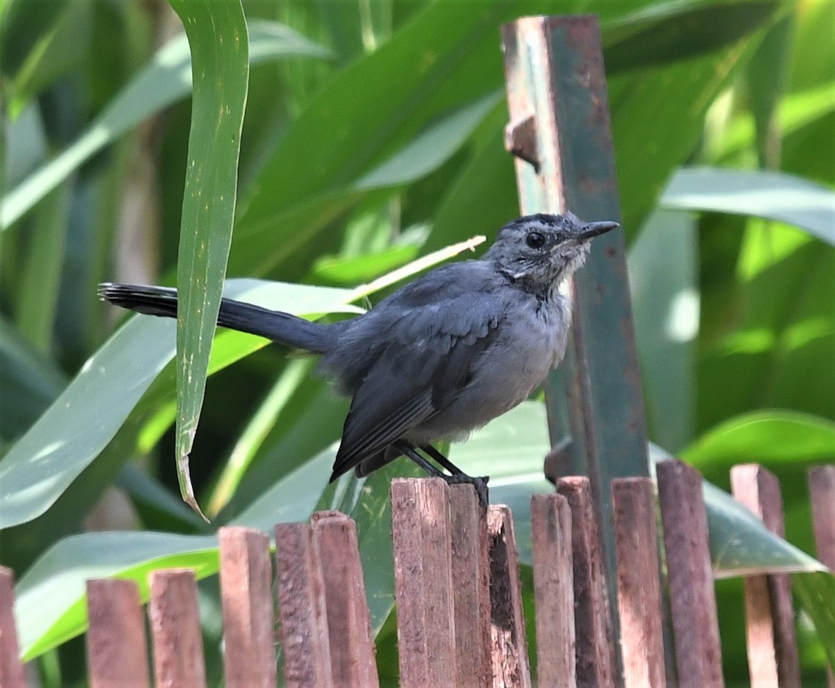 Gray Catbird - ML609176419