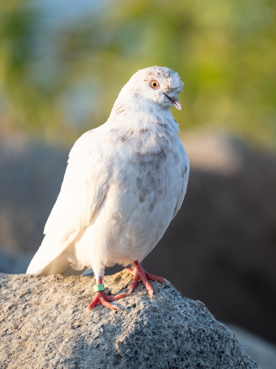 Rock Pigeon - Notta Birb