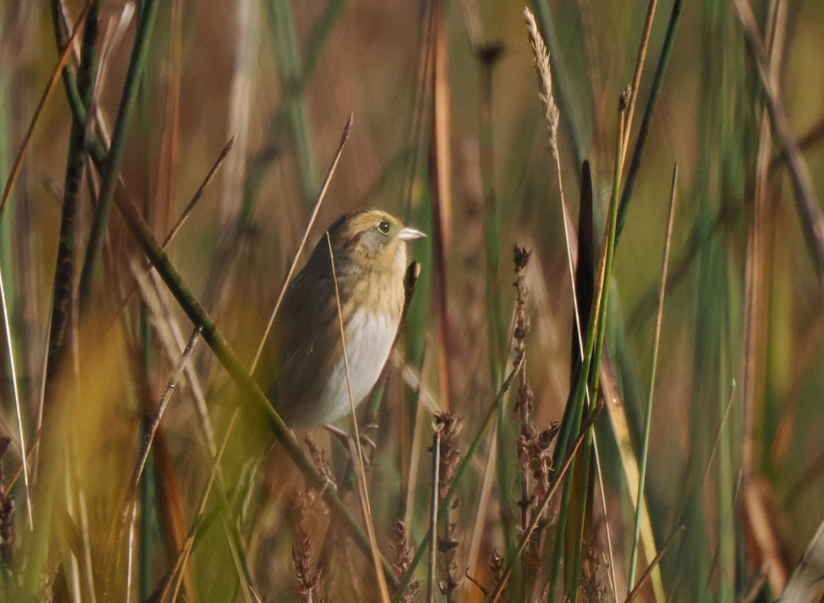 Nelson's Sparrow - ML609176595