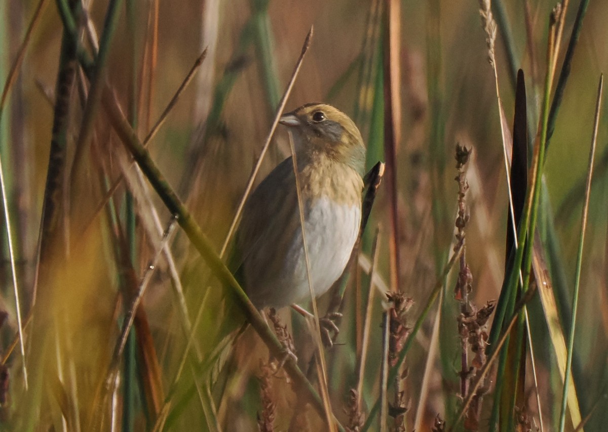 Nelson's Sparrow - ML609176600