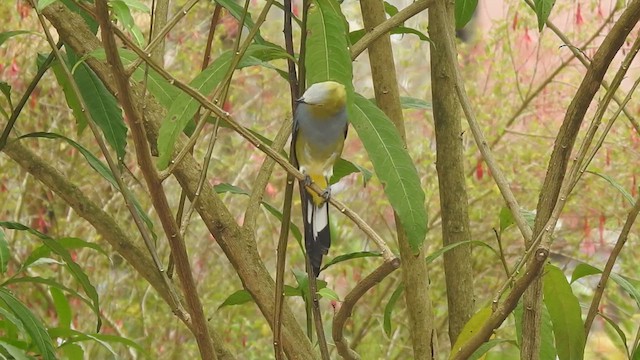 Long-tailed Silky-flycatcher - ML609176603