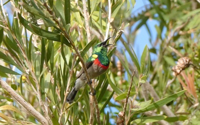Southern Double-collared Sunbird - ML609176620