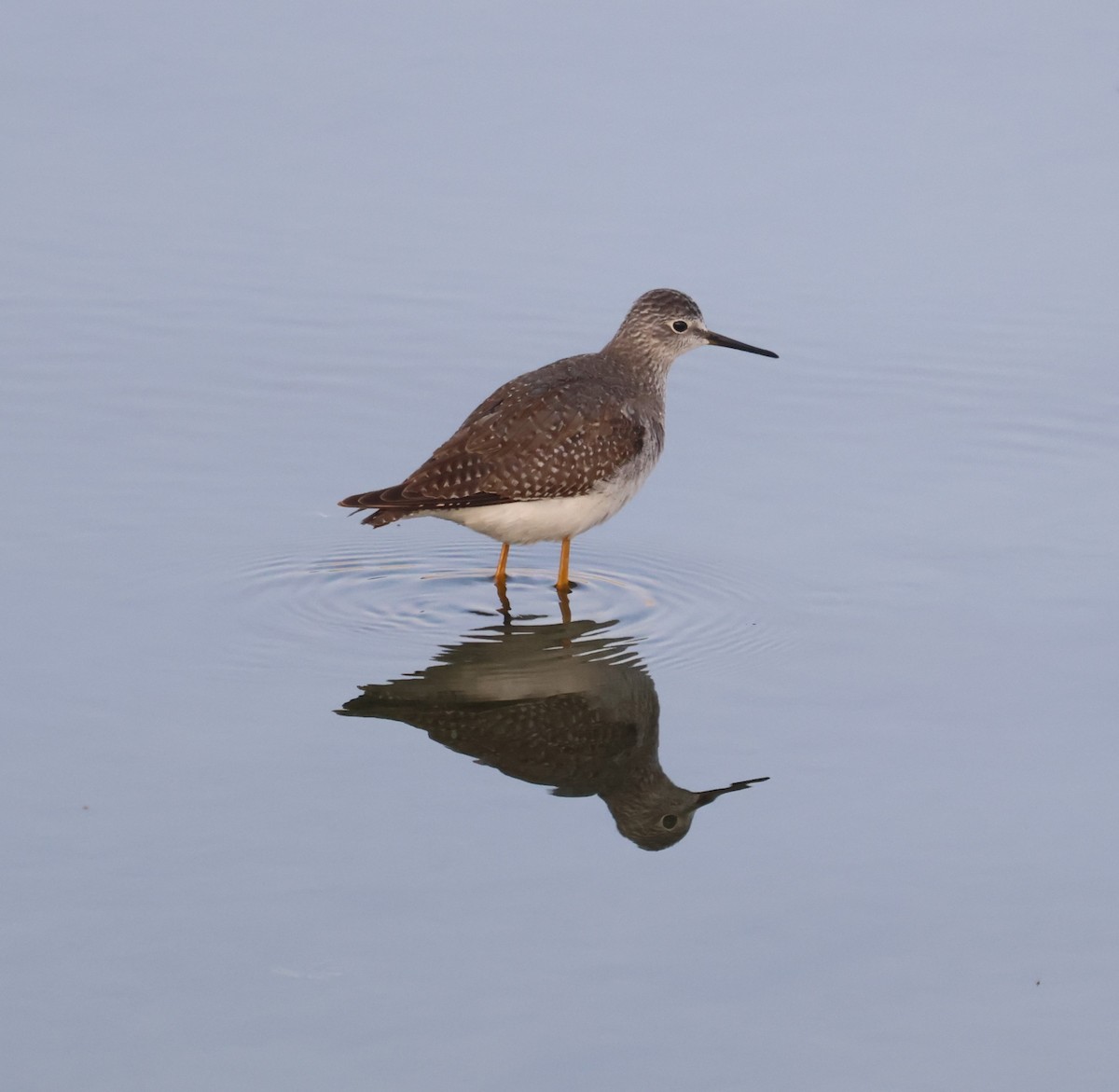 gulbeinsnipe - ML609176676