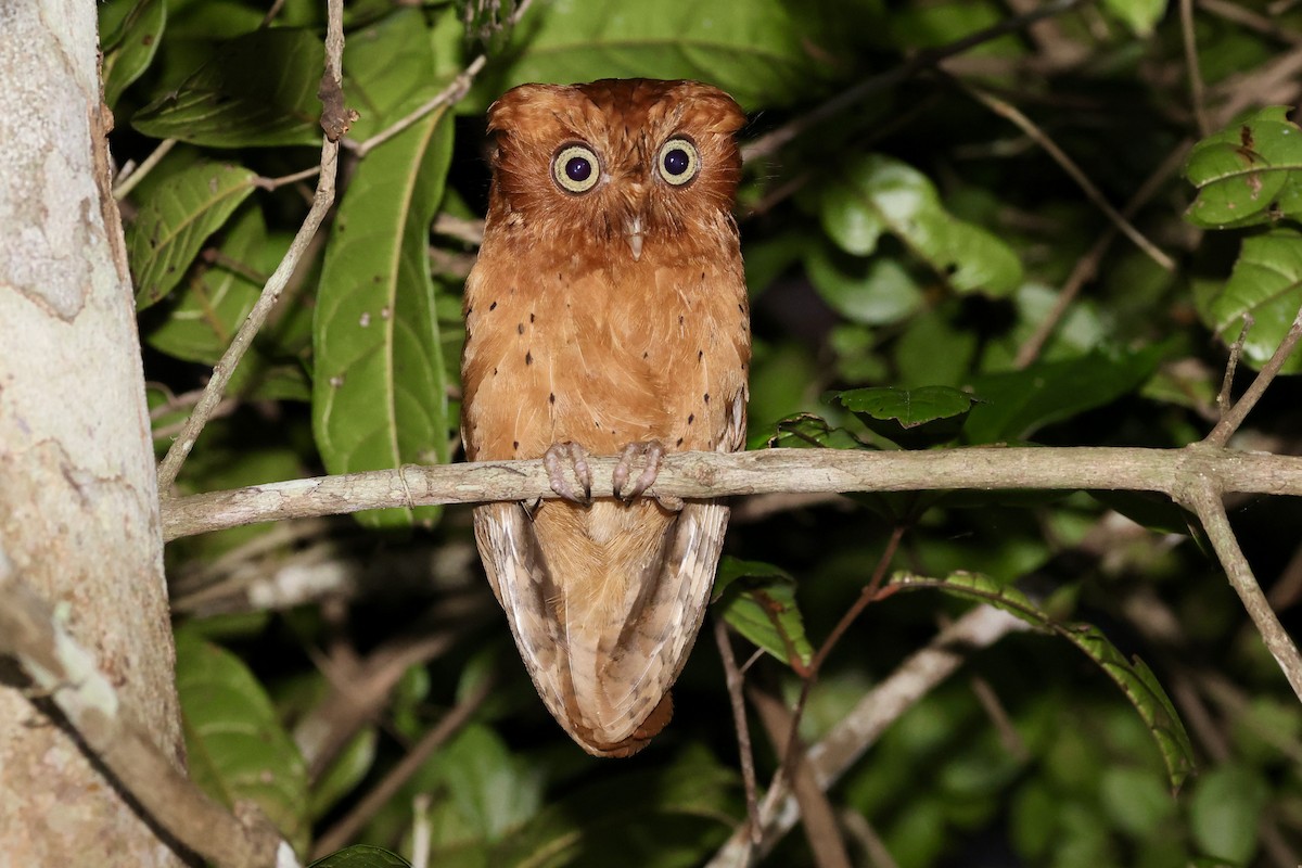 Sokoke Scops-Owl - ML609176683