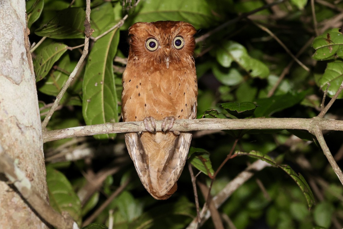 Sokoke Scops-Owl - Jonathan Slifkin