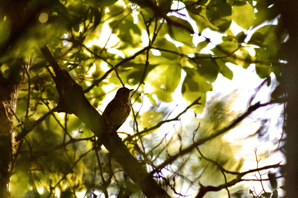 Swainson's Thrush - ML609176735