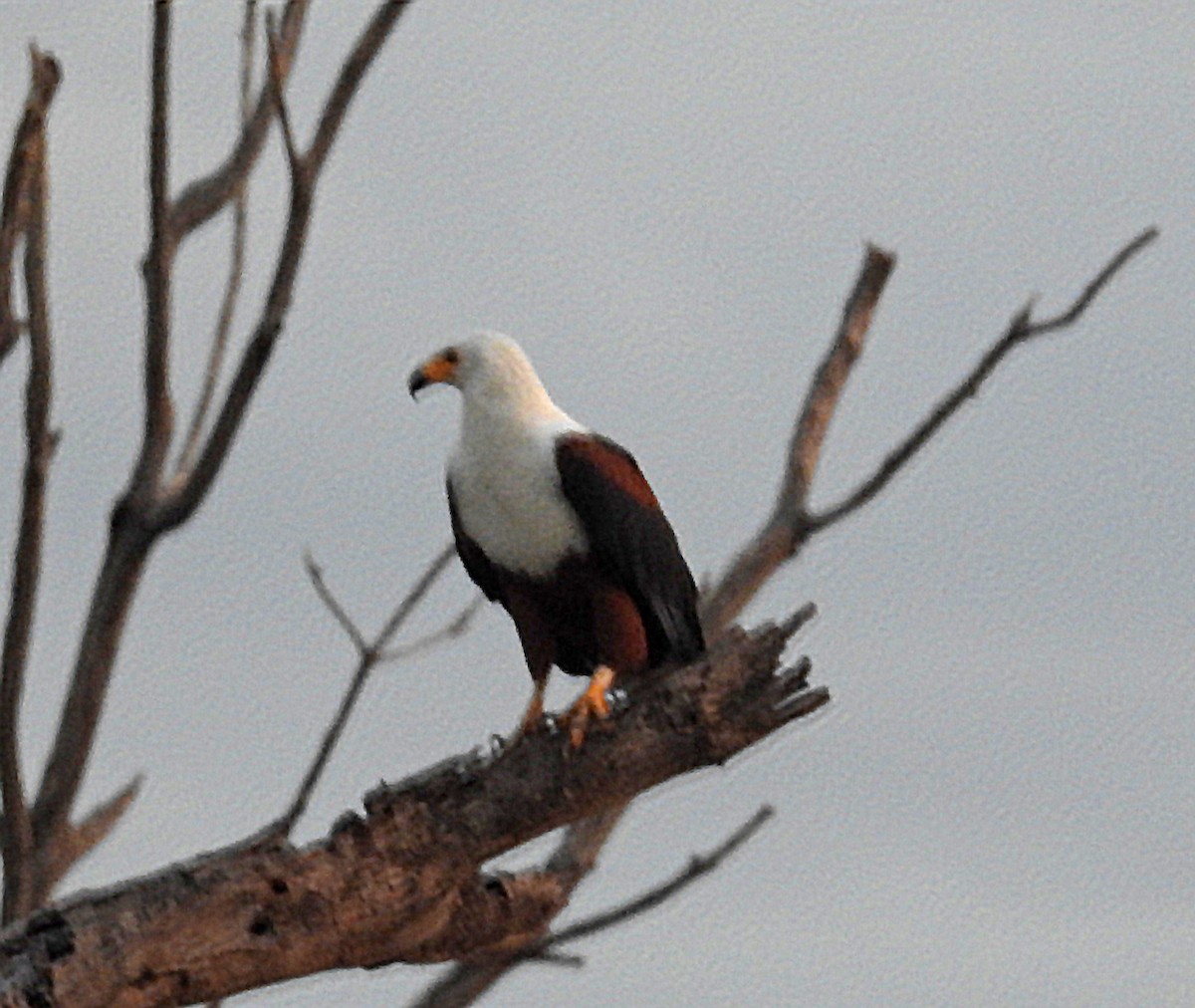 African Fish-Eagle - ML609176781