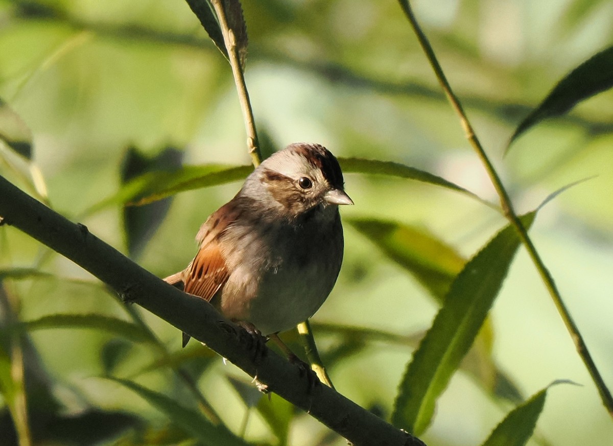 Swamp Sparrow - ML609176786