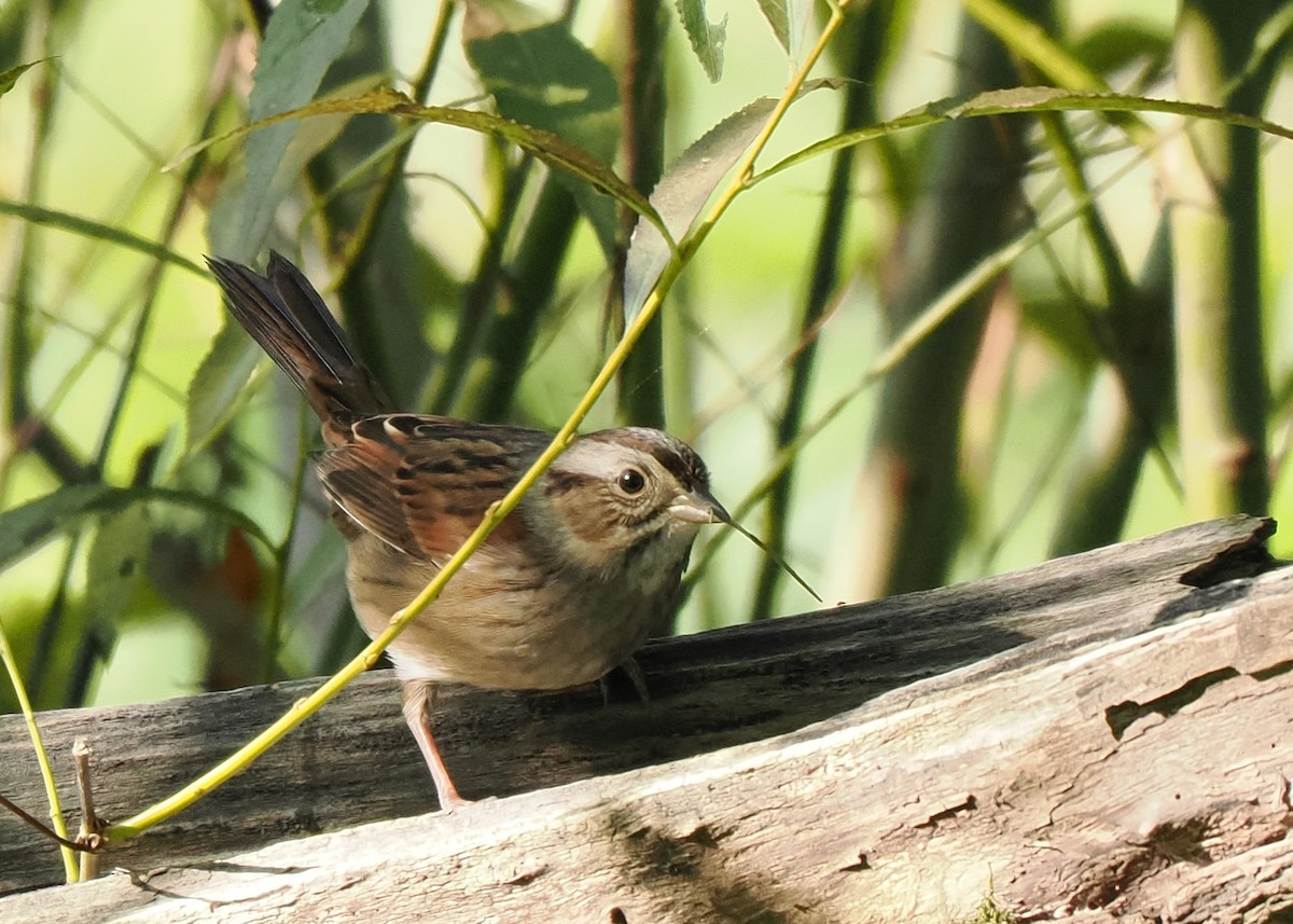 Swamp Sparrow - ML609176787